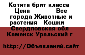 Котята брит класса › Цена ­ 20 000 - Все города Животные и растения » Кошки   . Свердловская обл.,Каменск-Уральский г.